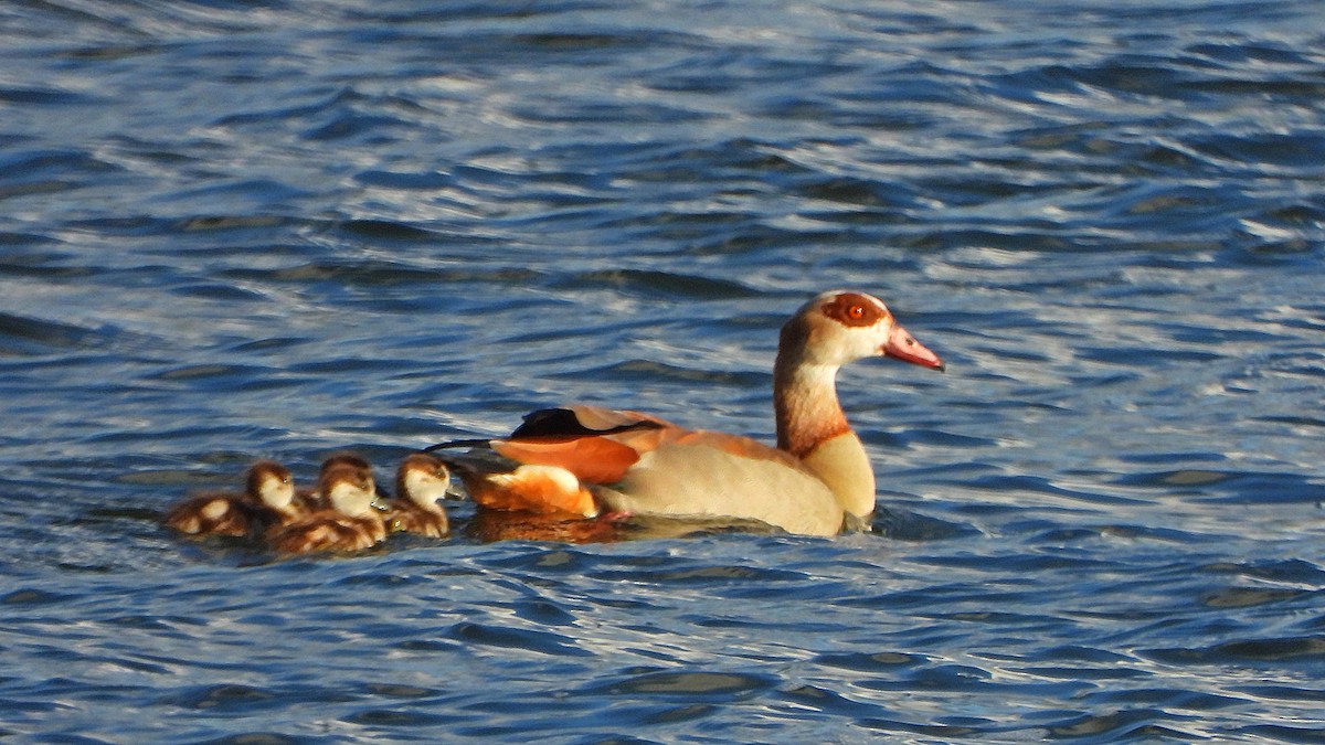 Nilgans - ML539178511