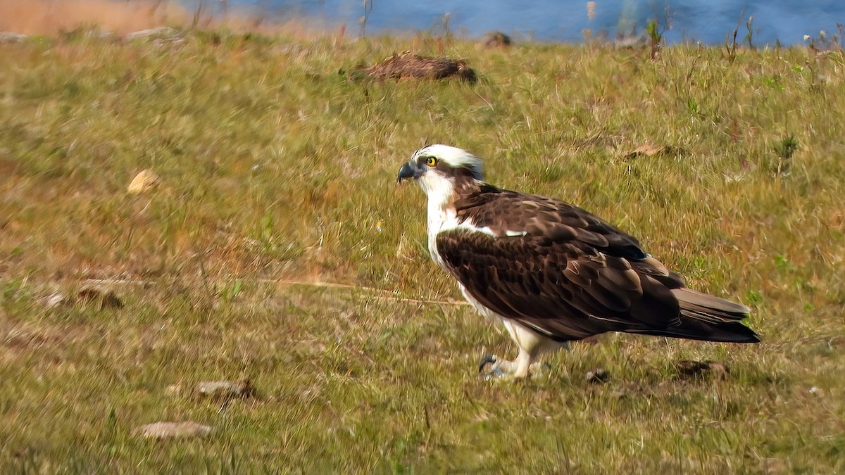 Balbuzard pêcheur - ML539178621