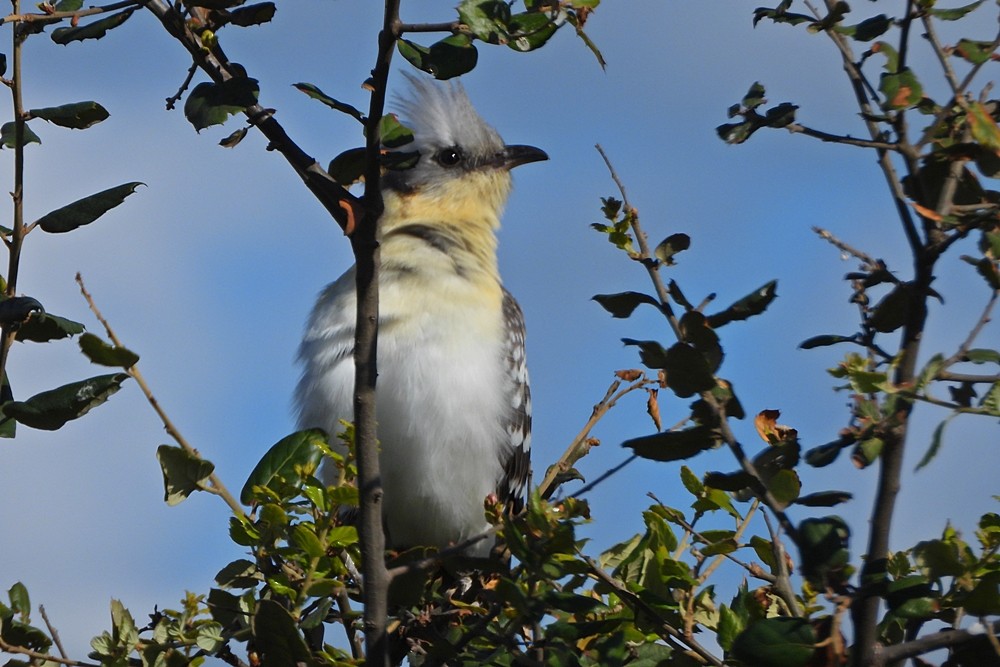 Great Spotted Cuckoo - ML539178881