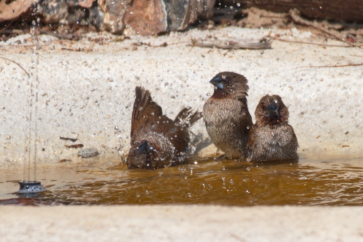 Scaly-breasted Munia - Brian Hewitt