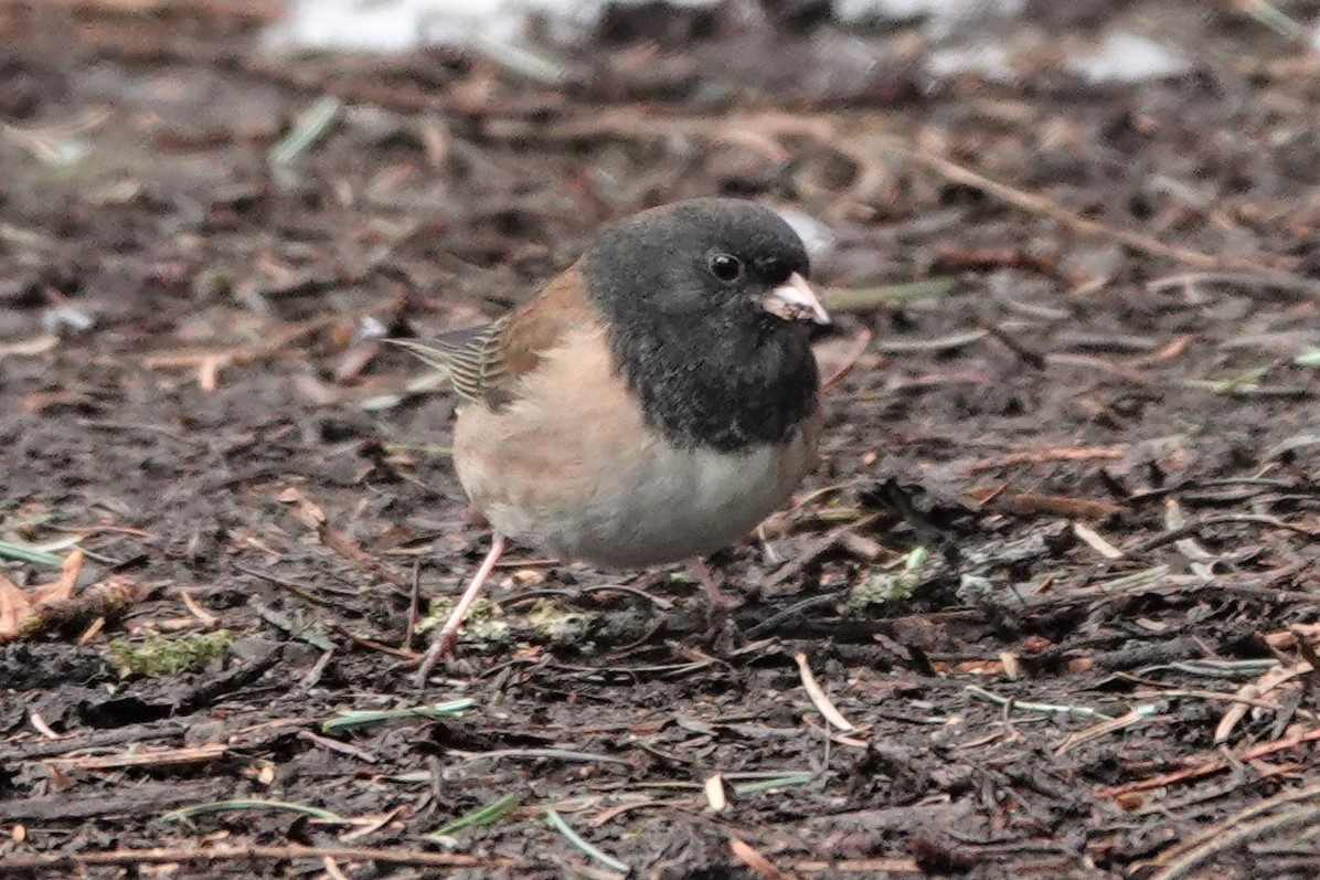 Junco ardoisé - ML539179921