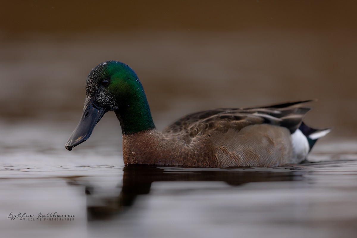 מרית צפונית x ברכיה (בן כלאיים) - ML539180811