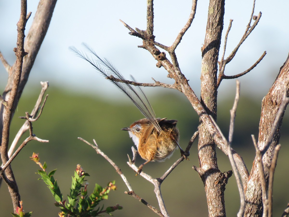 Southern Emuwren - ML539181271