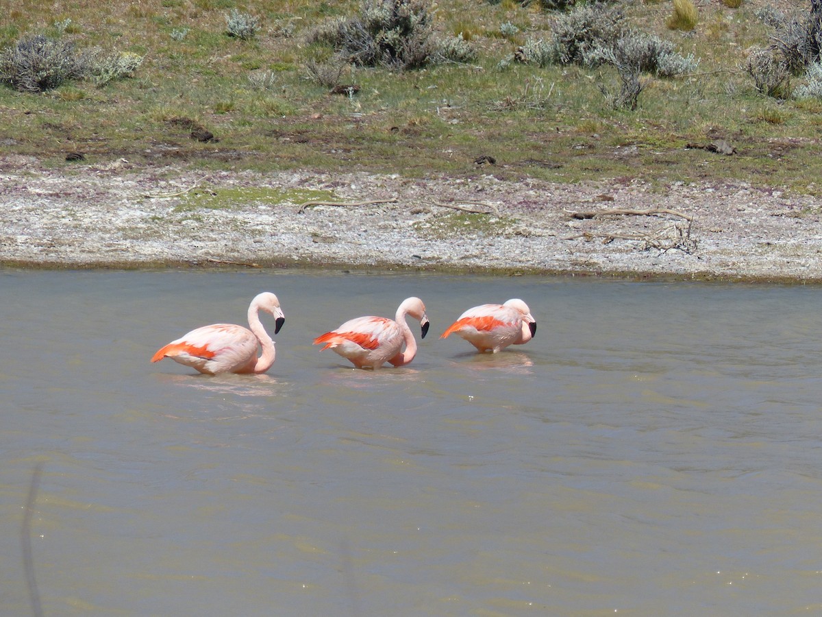 Şili Flamingosu - ML539182551