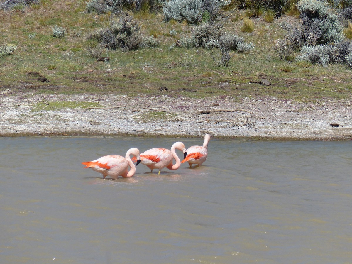 Chilean Flamingo - ML539182561