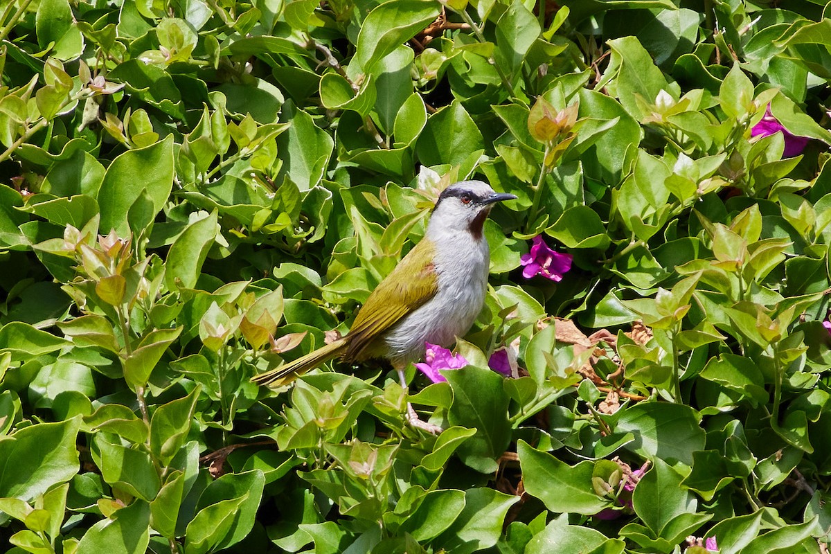 Gray-capped Warbler - ML539182651