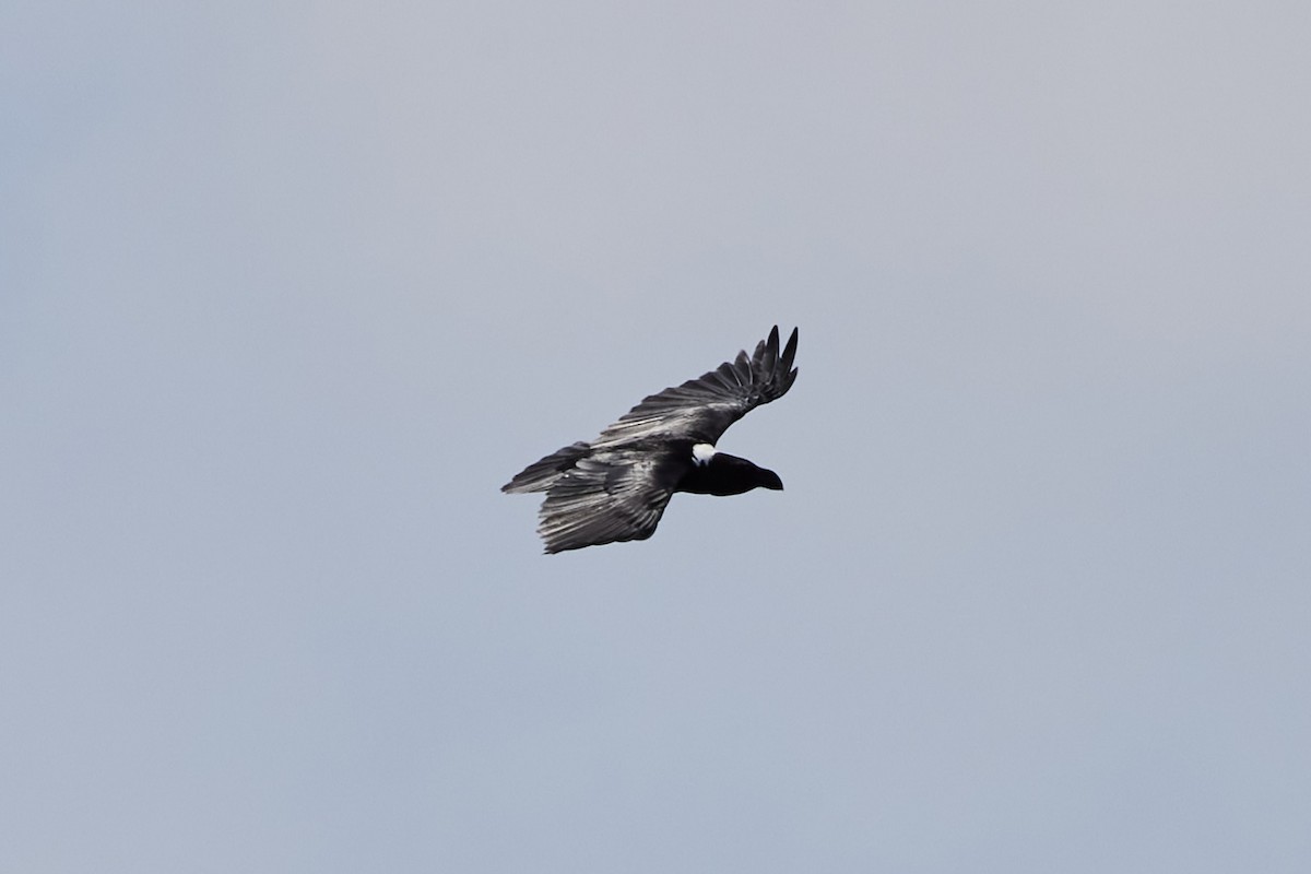 White-necked Raven - ML539182831