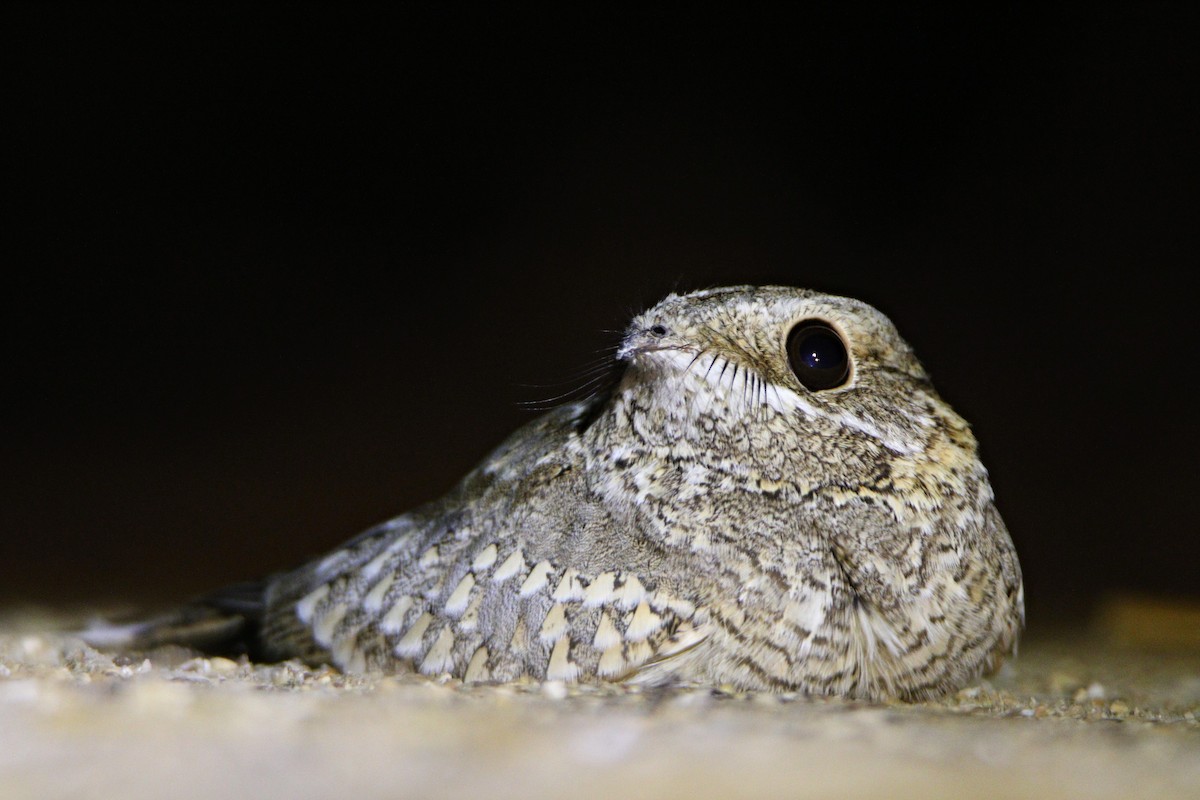 Nubian Nightjar - ML539183481