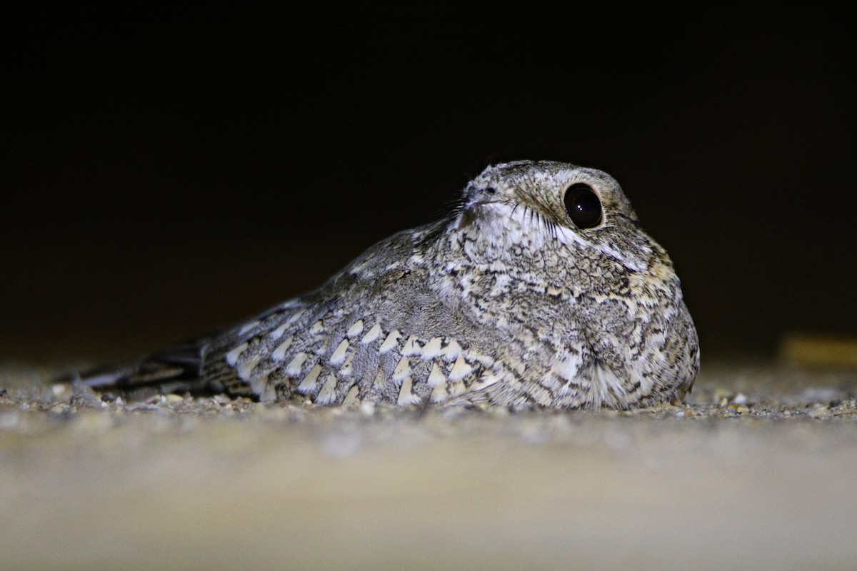 Nubian Nightjar - ML539183491