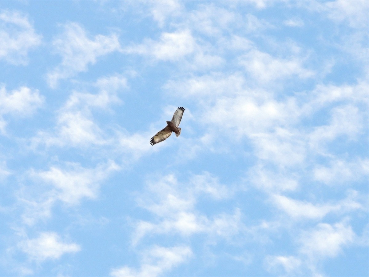 Jackal Buzzard - Rainer Opitz