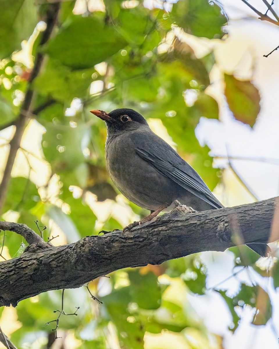 Indian Blackbird - ML539184341