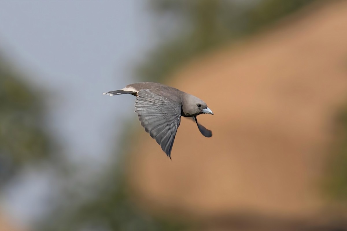 Ashy Woodswallow - ML539186281