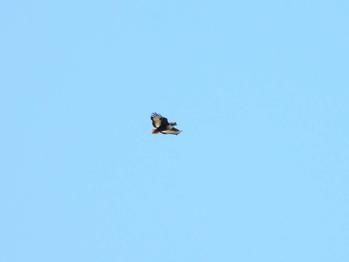 Jackal Buzzard - ML539186591