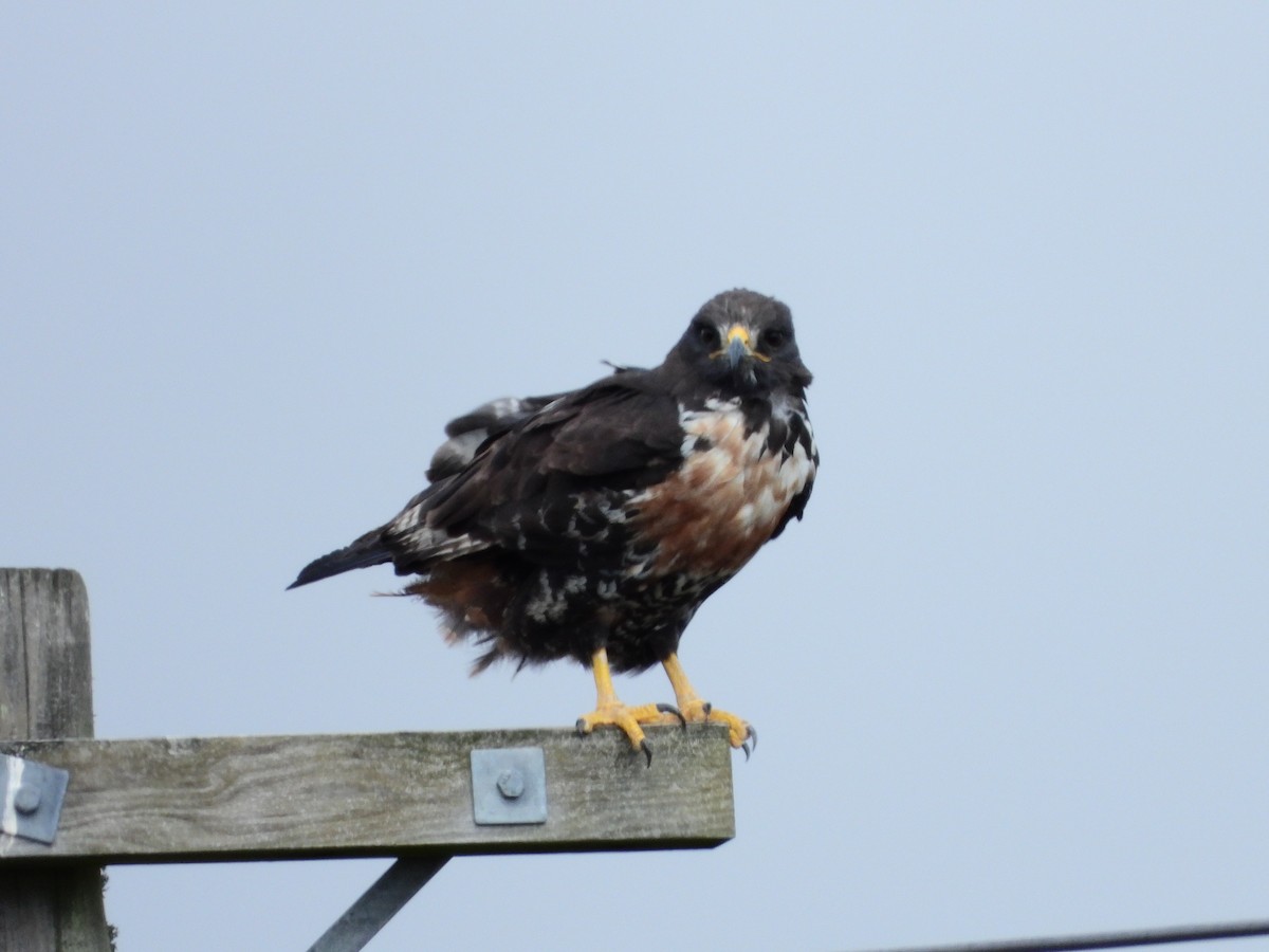 Jackal Buzzard - ML539186711