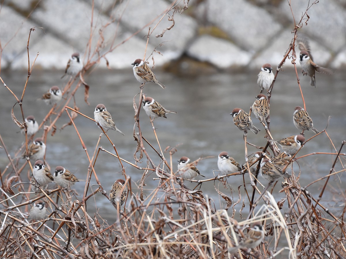 Eurasian Tree Sparrow - Yojiro Nagai