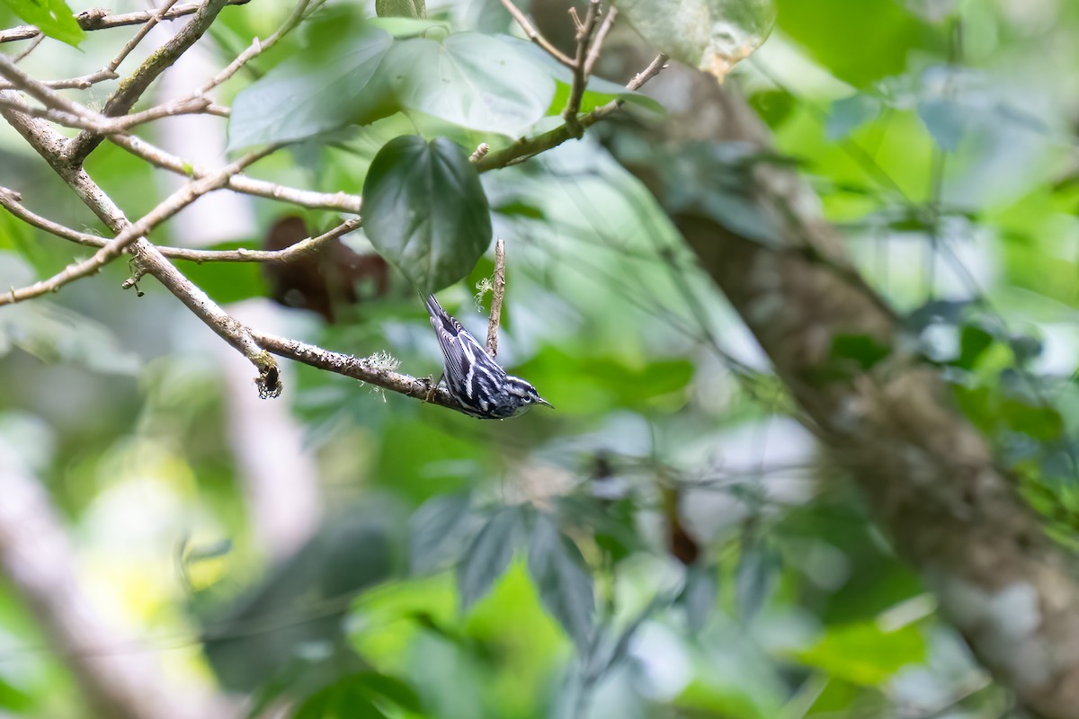 Black-and-white Warbler - ML539188051