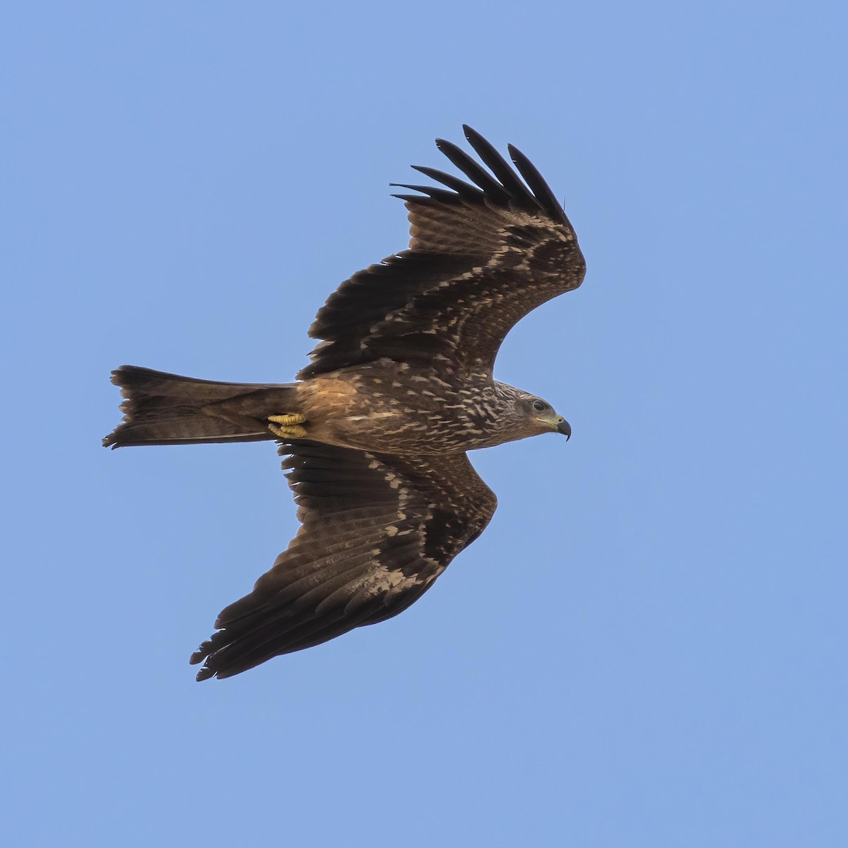 Black Kite - ML539188191