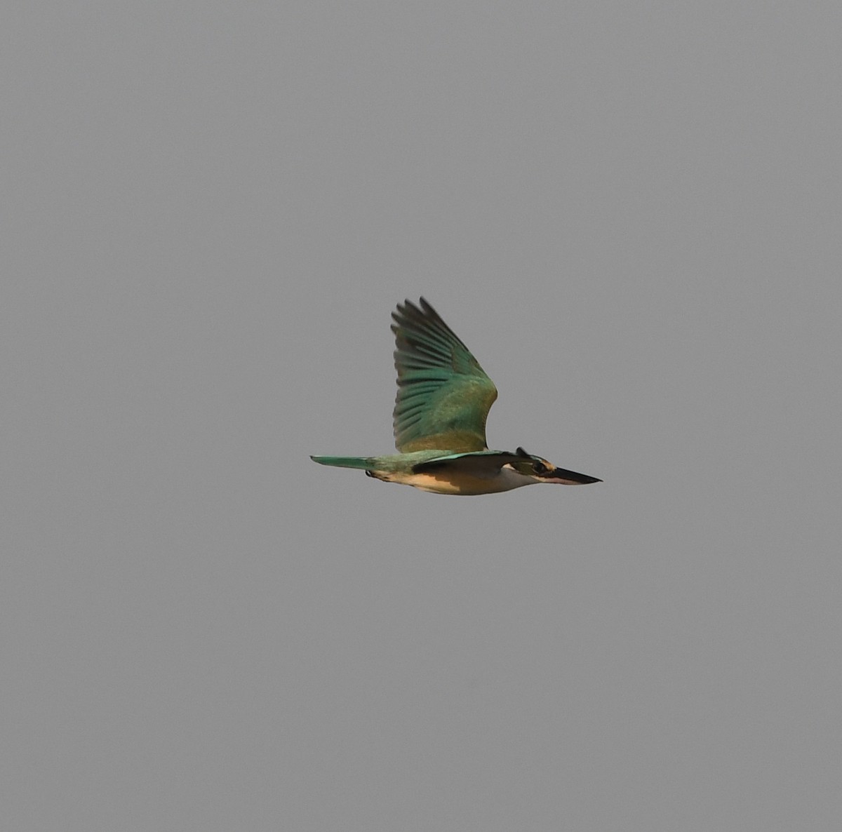 Martin-chasseur à collier blanc (kalbaensis) - ML539188891