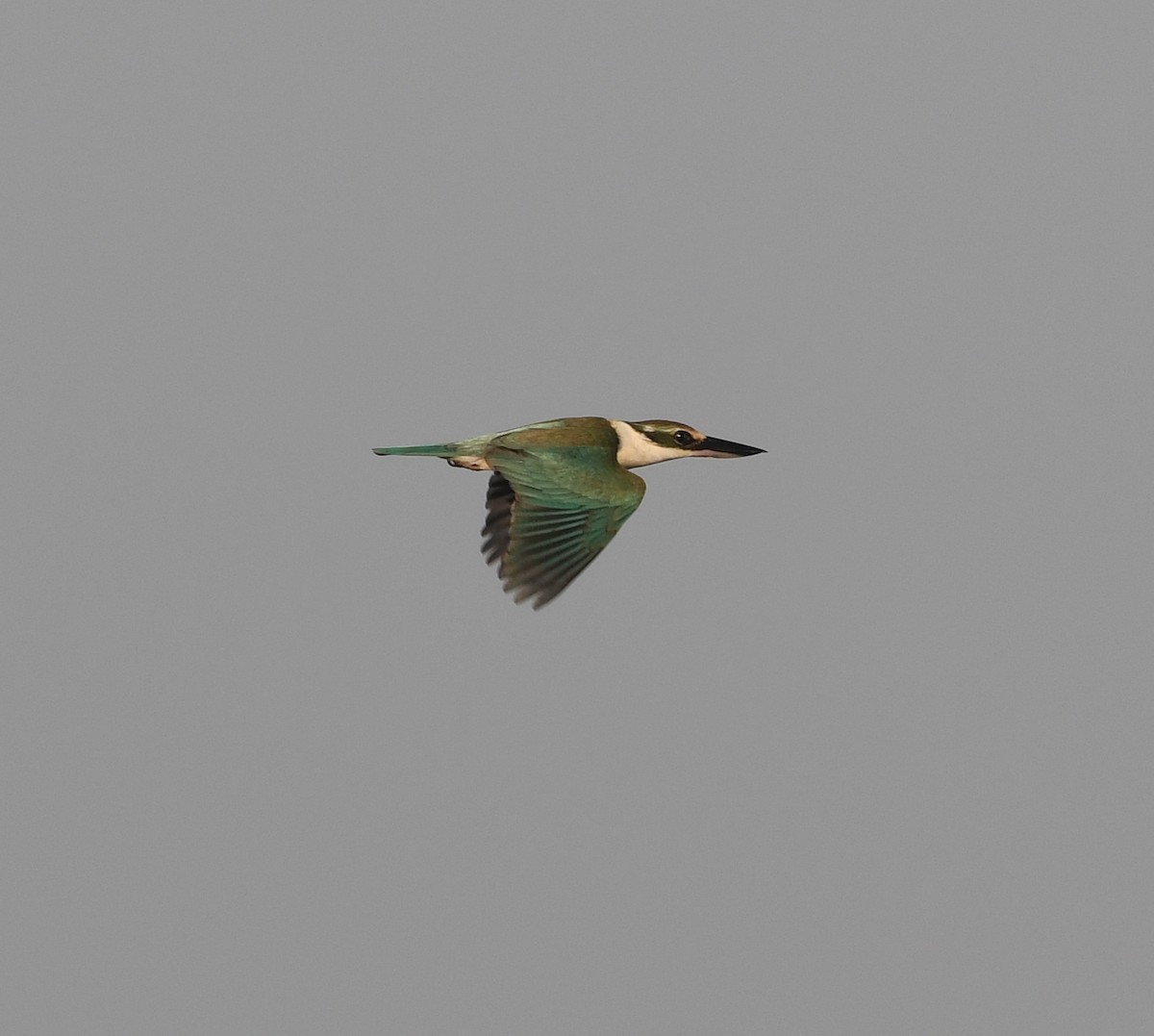 Martin-chasseur à collier blanc (kalbaensis) - ML539188901