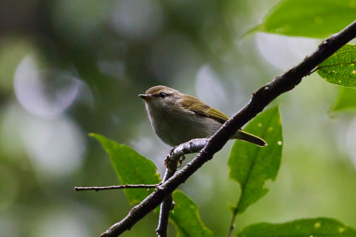 Mosquitero Ugandés - ML539189111