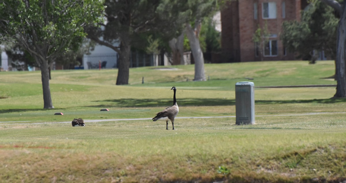 Canada Goose - ML53918971