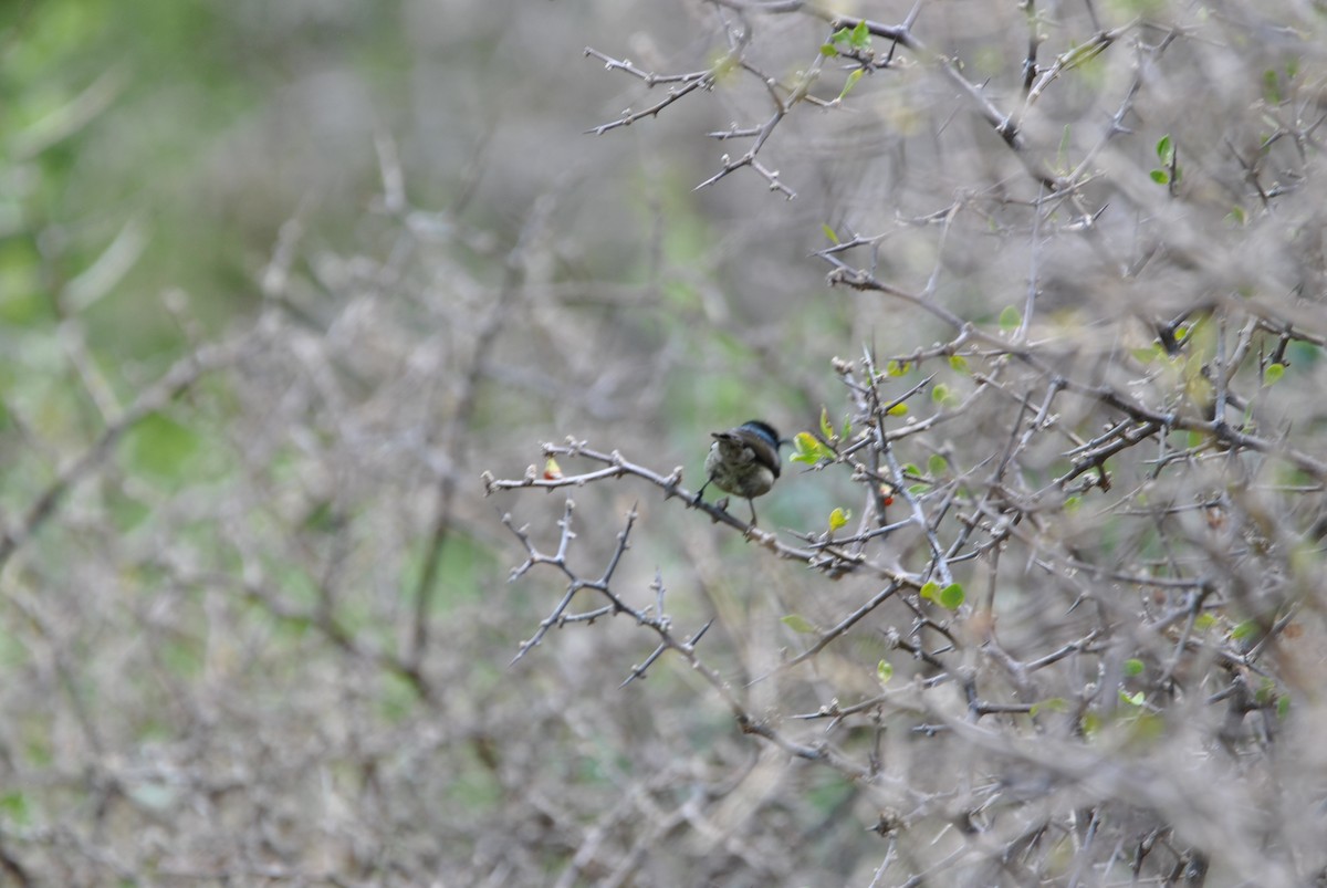 Southern Double-collared Sunbird - ML539192301