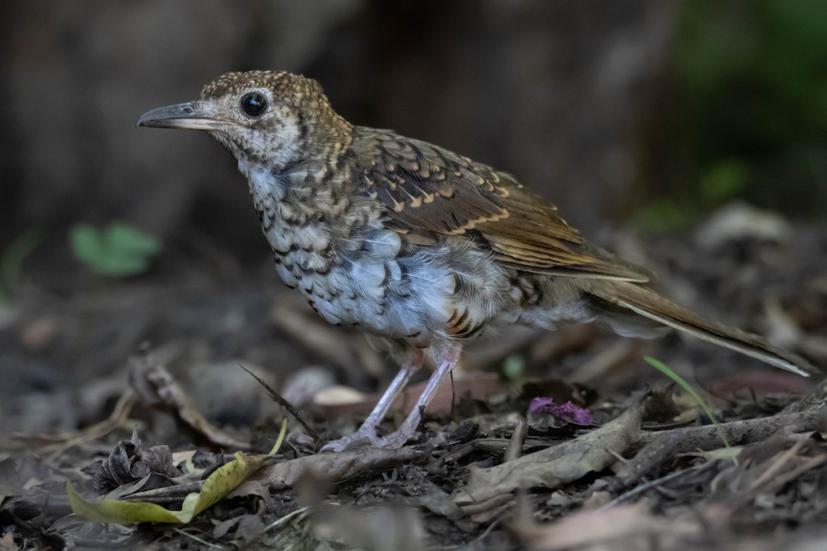 Bassian Thrush - ML539192531