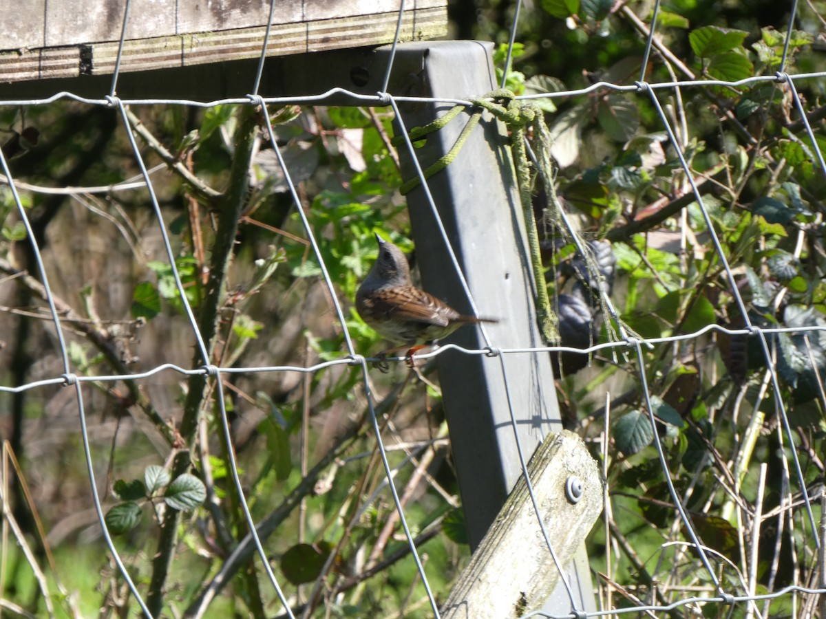 Dunnock - Oli Bailey