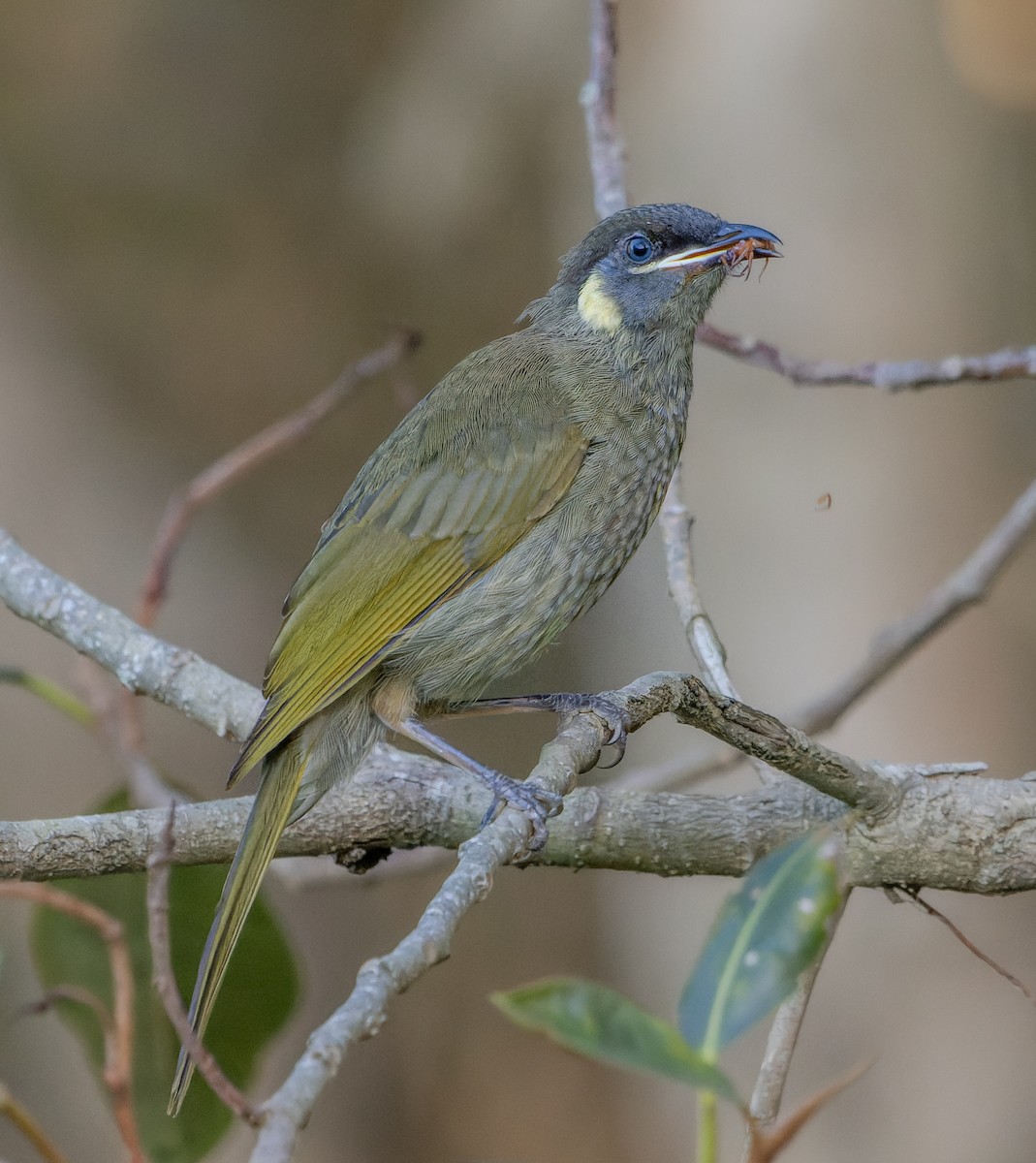 Lewin's Honeyeater - ML539194571