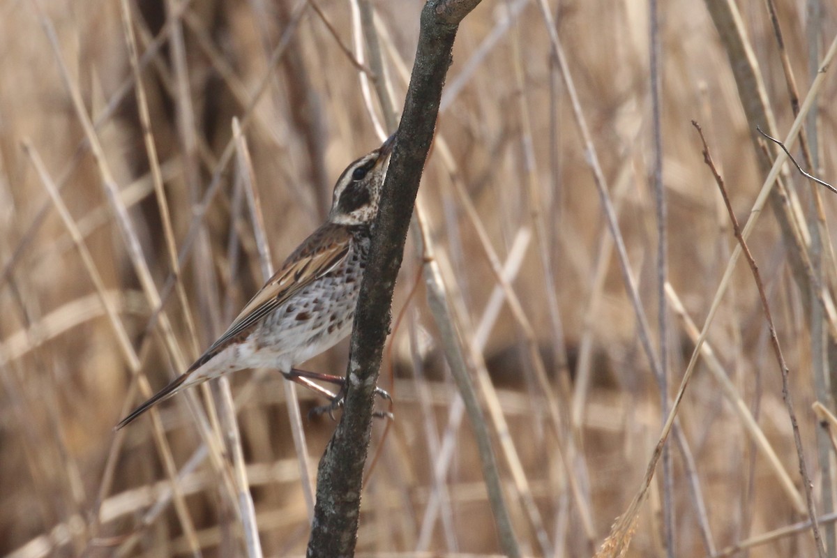 Dusky Thrush - ML539194601