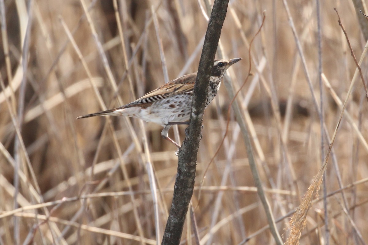 Dusky Thrush - Oscar Campbell