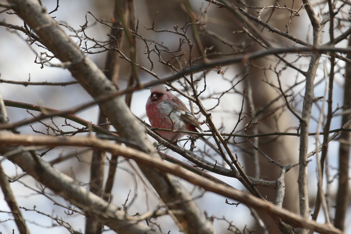 Long-tailed Rosefinch - Oscar Campbell