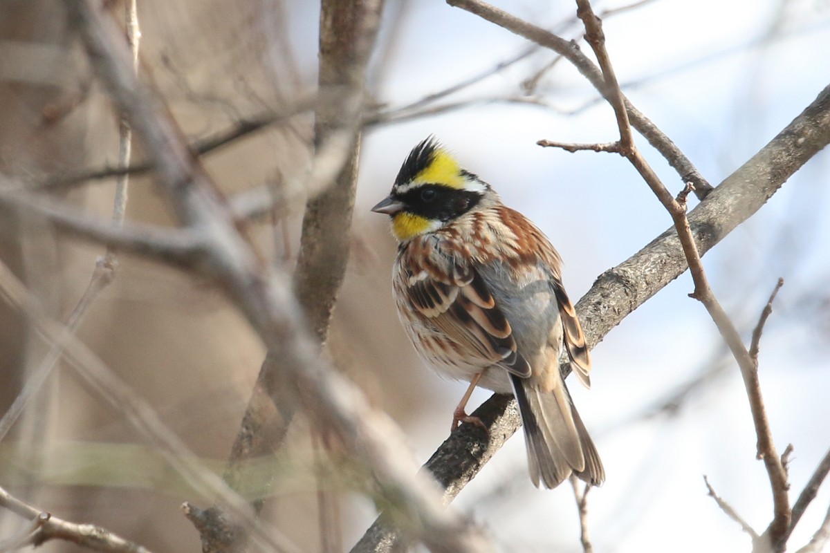 Yellow-throated Bunting - Oscar Campbell