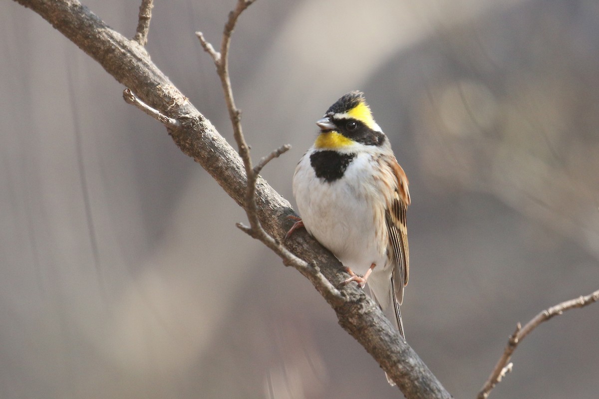 Yellow-throated Bunting - Oscar Campbell