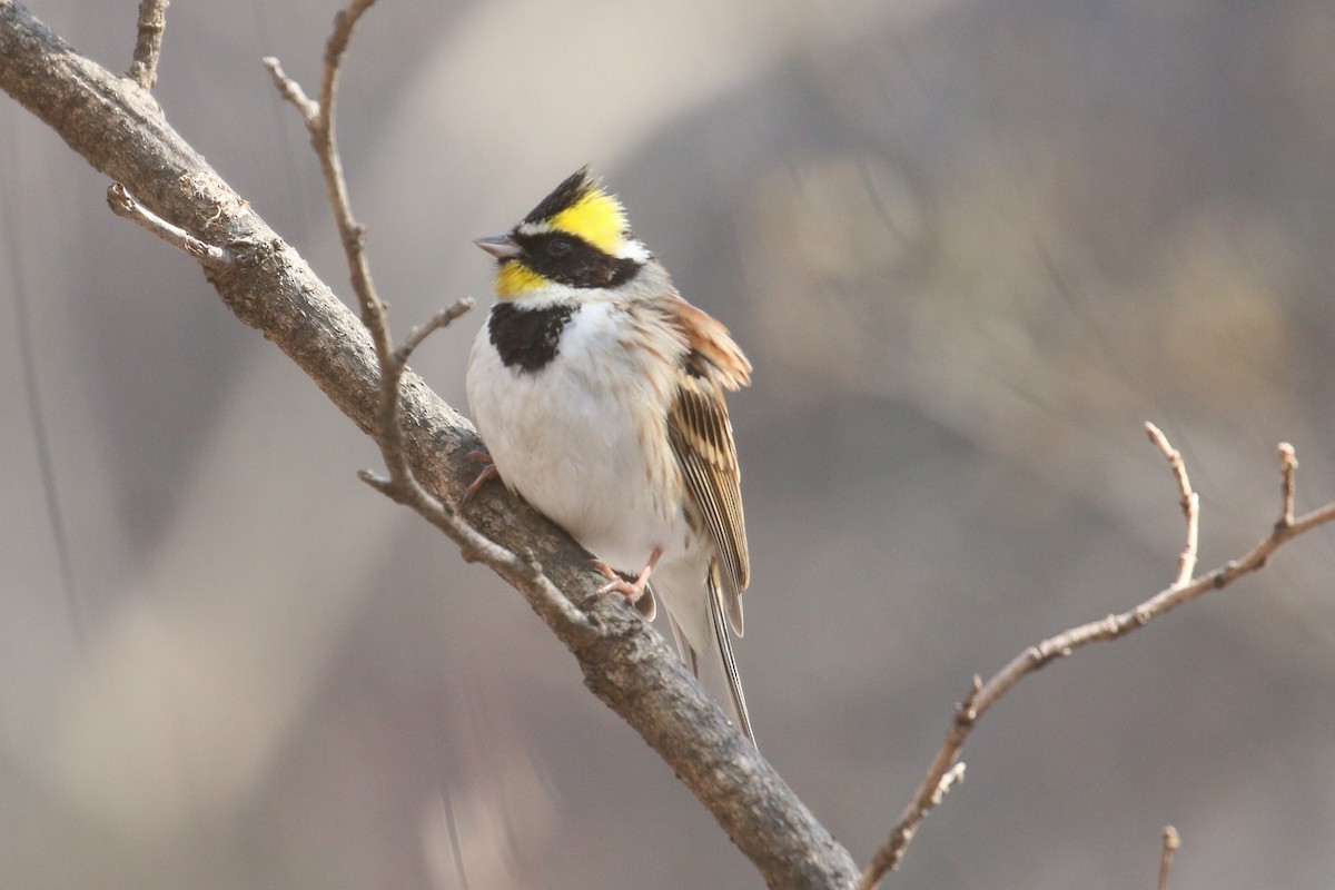 Yellow-throated Bunting - Oscar Campbell