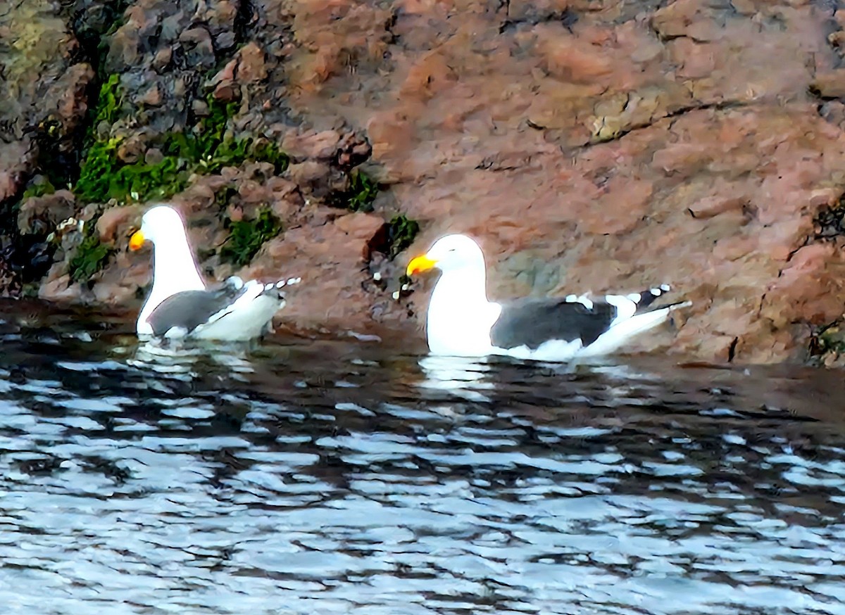 Kelp Gull - ML539194951