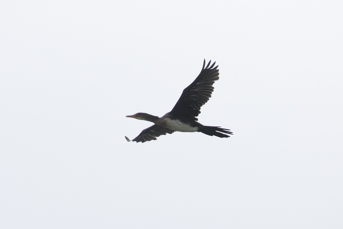 Long-tailed Cormorant - Johan Fagefors