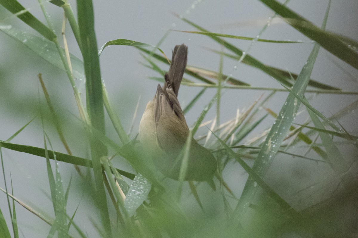 Clamorous Reed Warbler - ML539195291