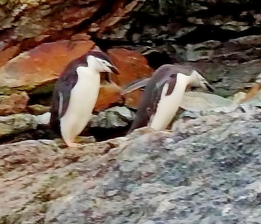 Chinstrap Penguin - ML539195661