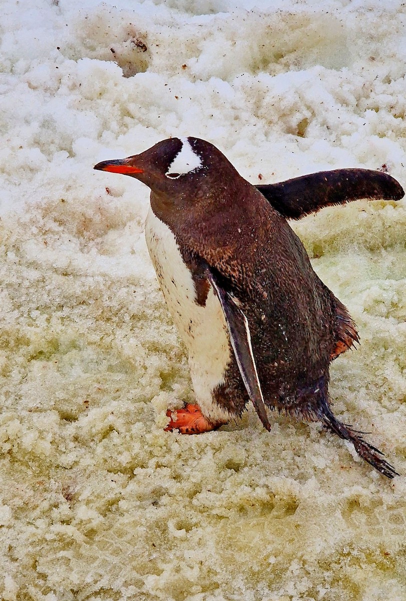 Gentoo Penguin - ML539195961