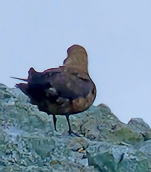 Brown Skua - ML539196301