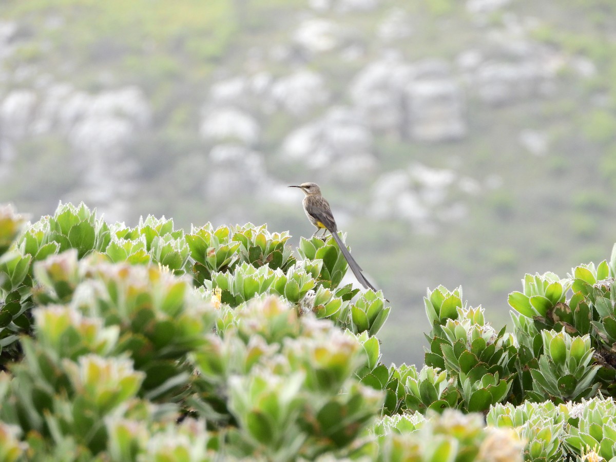 Cape Sugarbird - ML539196671