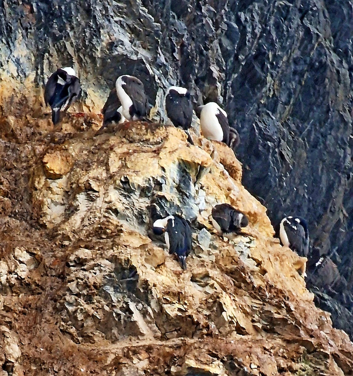 Antarctic Shag - ML539197151