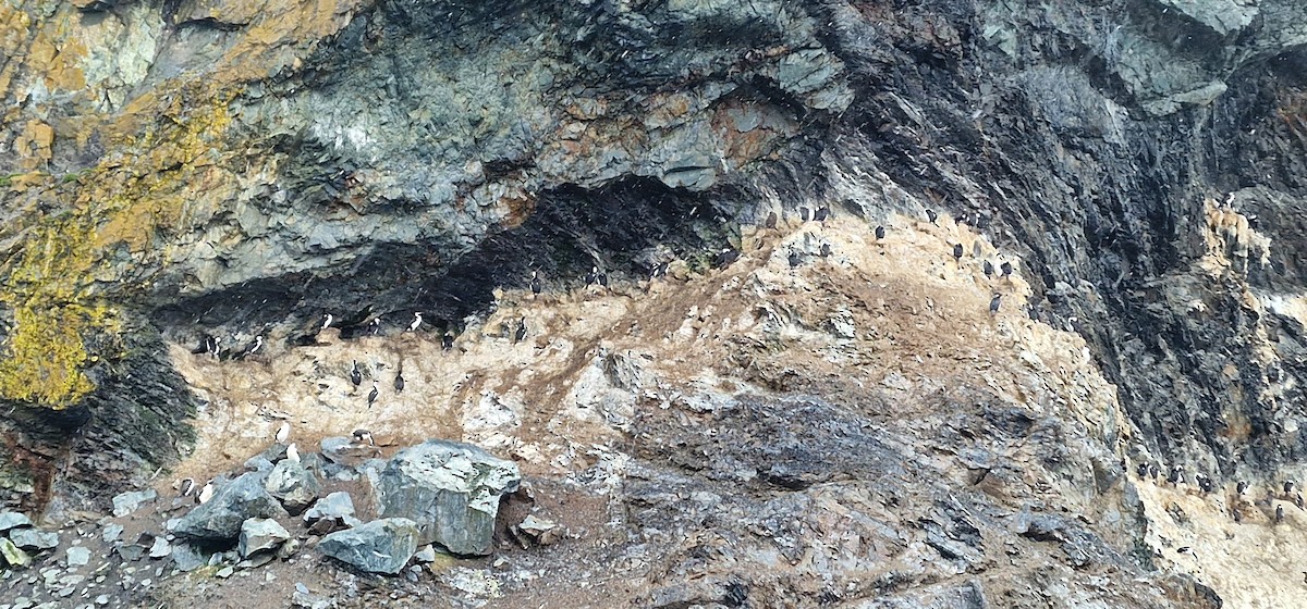 Antarctic Shag - ML539197171