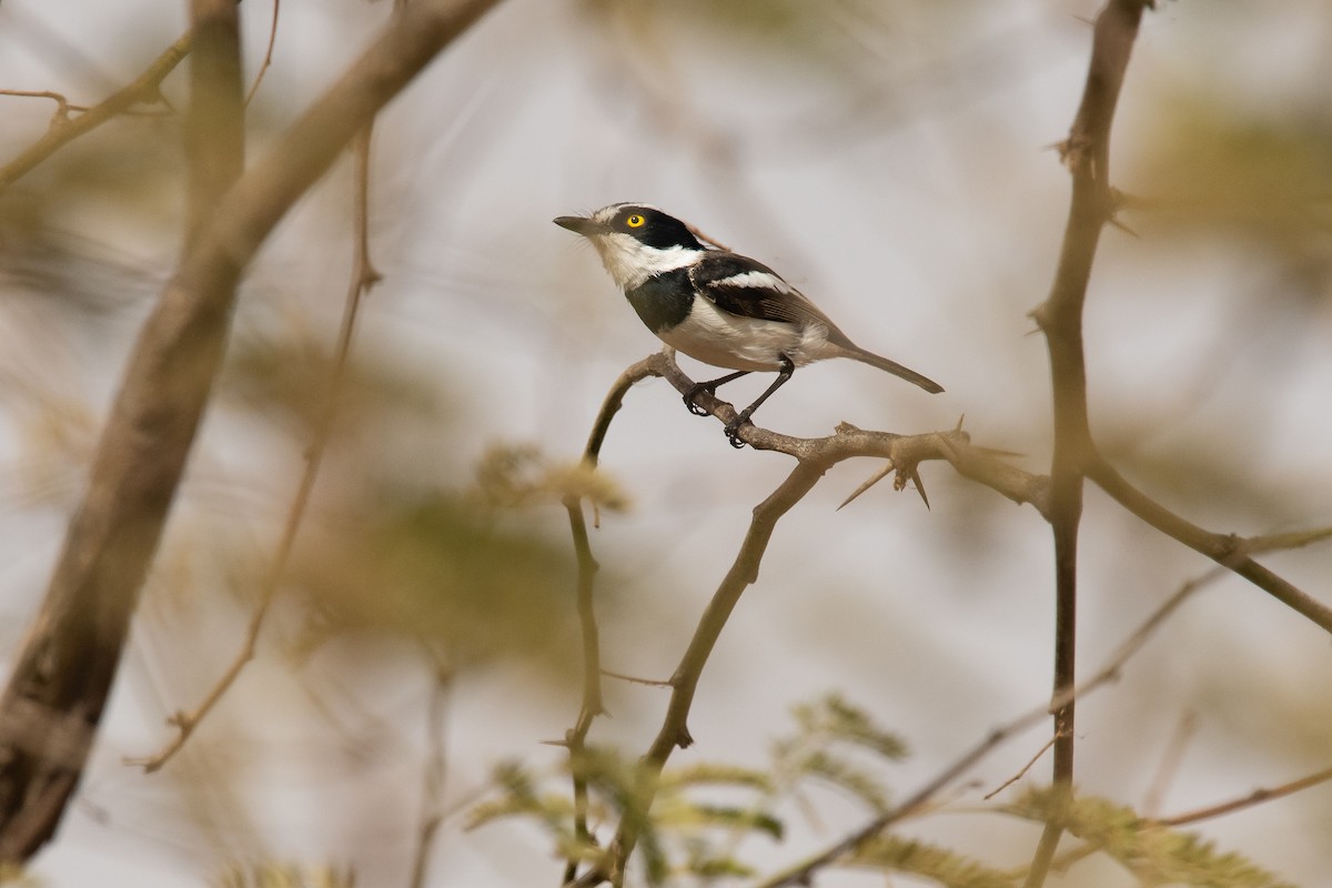 Senegal Batis - ML539199721