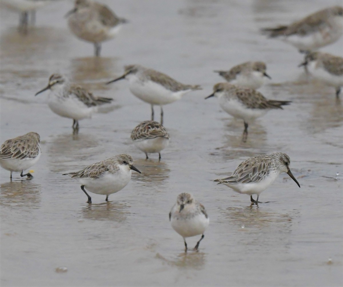 Broad-billed Sandpiper - ML539199771