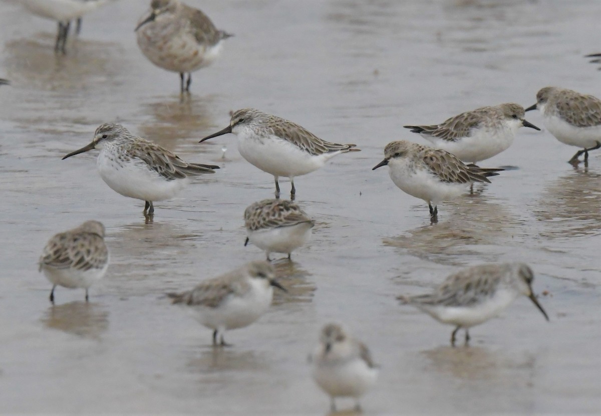 Broad-billed Sandpiper - ML539199801