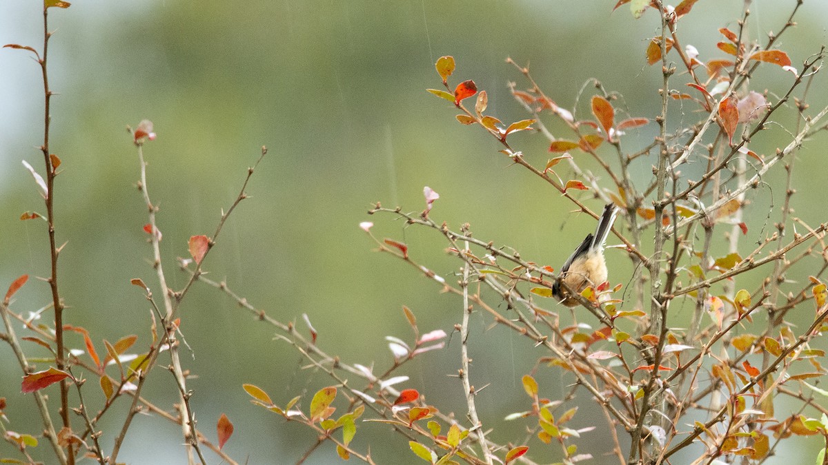 Black-throated Tit - ML539200141