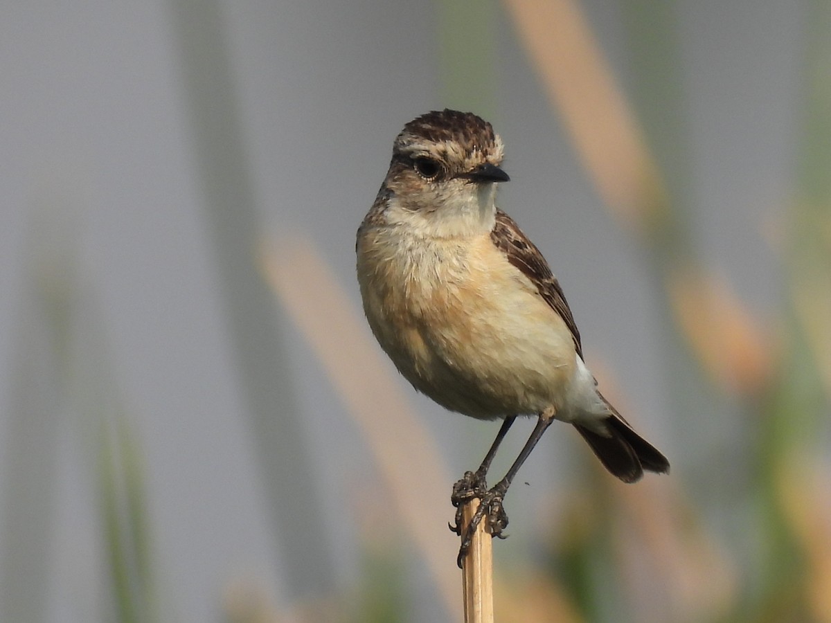 Siberian Stonechat - ML539200301