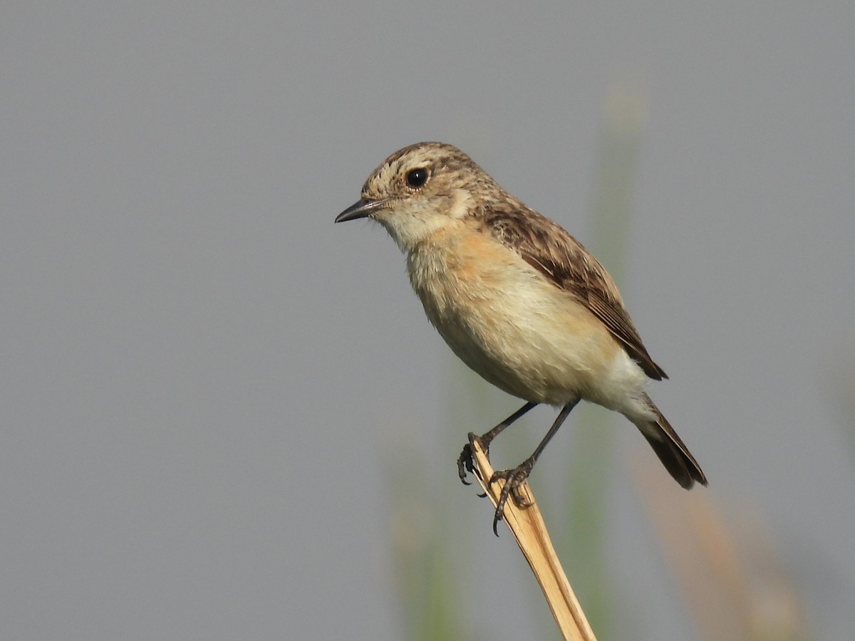 Siberian Stonechat - ML539200321